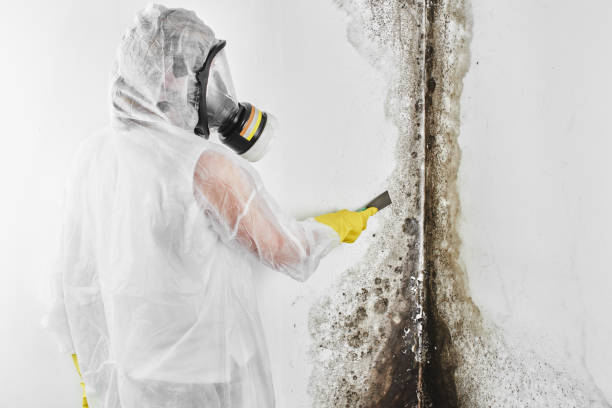 Best Biohazard Mold Removal  in Mililani Town, HI